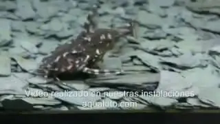 Acantadora de puntos