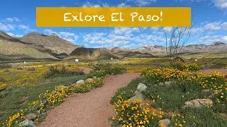 Explore El Paso: Poppies