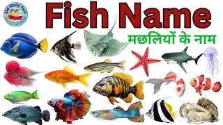 Fish Name l Fishes Name In English With Pictures l Fishes for kids | Fish video | Fish Types