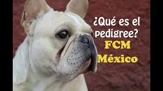 Cómo tramitar el PEDIGREE  en México