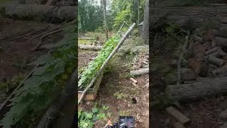 Scrog for pickling cucumbers I built