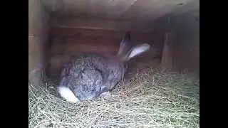Deutsche Riesen Rammler 2.mp4