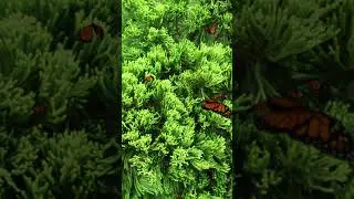 Butterfly Bliss: Nature's Stress Relief | @N0_1  Channel 334  #music