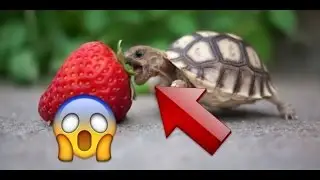 TORTUE - ALIMENTATION