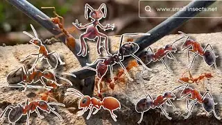 Weaver find food into their nests#ants #insects #animal #pets #worldwide