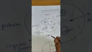 Osteology- Internal auditory canal