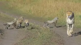 Nashipai and her four cubs
