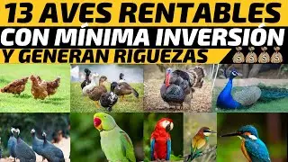 13 Aves Rentables que Convierten tu patio en una M&aacute;quina de Hacer Dinero con M&iacute;nima Inversi&oacute;n