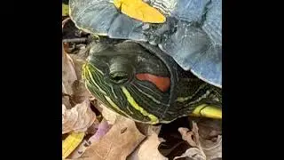 Mostly Good Environmental News #15