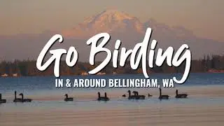 From Rivers to Bays: Scenic Birding Around Bellingham, WA