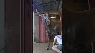 Some horse therapy. Cleaning and wrapping Roy boy legs 