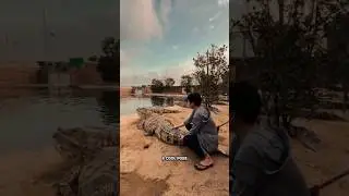 Fearless Man Sits on a Giant Crocodile's Tail! Dare to Try? #crocodile #shorts