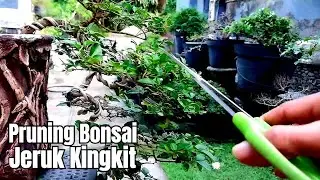 Pruning Bonsai Jeruk Kingkit