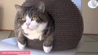 Funny cats and dogs. Talking hamster.