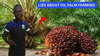Oil palm farming in Nigeria, what you need to know before starting.