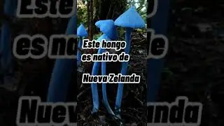 Hongos azules #naturaleza #datos #curiosidades #plantas #jardin #hongos #huerto #huertourbano