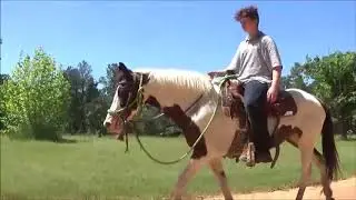 Kid Safe Horse for Sale: Beautiful Paint Mare, Easy Going and Gentle
