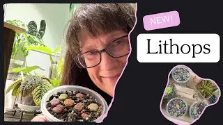 Новые литопсы с Etsy 📦 | Инструкция по уходу! 👩🏻&zwj;🏫