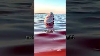 The Red Sea