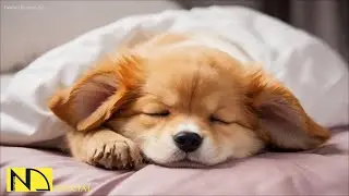Relaxing Music For Dogs💖🐶Anti Separation Anxiety Relief🐶💖Pet music🎵 Deep Sleep🐶