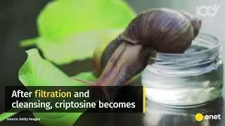 Snail Secretion Filtrate - Elixir of Youth