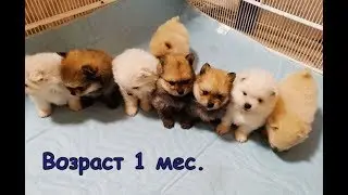 Померанский шпиц. Купить щенка -Гламурные собачки vipdogs.dp.ua