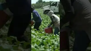 U.S. farmers concerned with immigration crackdown