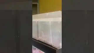 Лучший недорогой террариум для черепах? #черепаха