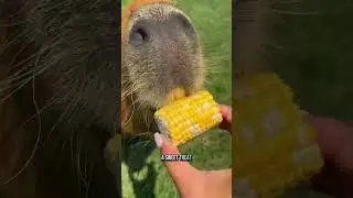 Играем с капибарой и кормим её! Воспоминания!