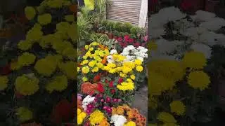 Flowers #shorts #flowers #gardening