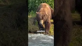 Почему лучше не встречаться с медведем