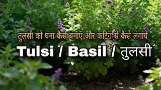 Don't Do This Mistakes In Growing Tulsi Plant || How To Grow Tulsi plant From Cutting 