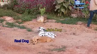 New Top Funny Comedy Video 2021 Try Not To Laugh - Fake Dog Prank Vs Real Dog In Village - Episode 9