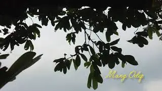 REVINA ALVIRA | FULL ALBUM | KERANDA CINTA | LAGU DANGDUT LAWAS | LAGU COVER TERBAIK TOP HITS 2026