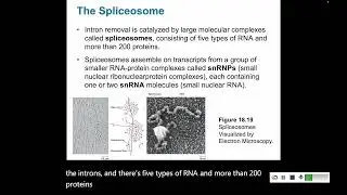 Transcription 6: mRNA processing