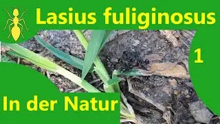 Lasius fuliginosus в природе 1 