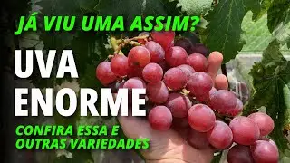 Confira algumas variedades de uva de mesa de vinho