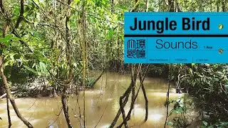 Jungle Bird Sounds | Real Rainforest Ambience in Borneo ( 1 Hour )