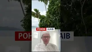POHON AJAIB #shortsislami #beritaislam #beritaislami #nasihatislam