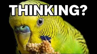 How Smart Are Budgies Really? Real Problem Solving at Home