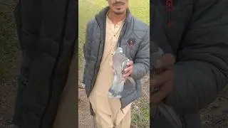 Gamo Shadow 1000 Hunt pigeon #birds #hunting #shotsvideo