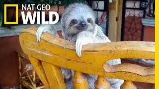 Baby Sloths Learn to Climb on Rocking Chairs | Nat Geo Wild