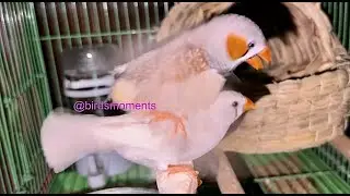 Beautiful zebra finch