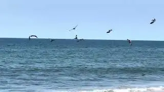 🦅”BIRDMANN OF FLORIDA & GEORGIA”🦅 BACKYARD BIRDS SANCTUARY