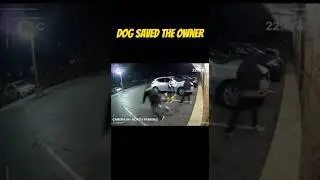 Brave Dog Fights Off Robbers to Save His Owner | CCTV Security Footage