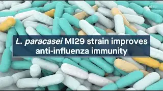 Newly isolated MI29 strain of the gut bacterium L. paracasei improves anti-influenza immunity