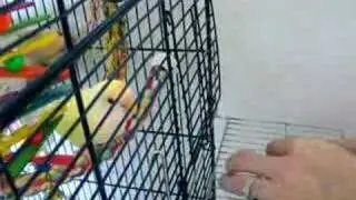 Setting up a Lovebird Nest Box