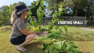 Pruning a Mulberry Tree  Slow, Doable Steps After Flooding & Time in a Pot