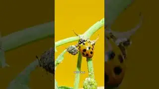 Don&rsquo;t Touch This Yellow Ladybug!