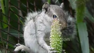 Squirrel eats bajra seeds on millet ears: Cutest little agricutural vermin you ever saw?
